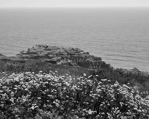 View Of Yucca Point On The Beach Trail, Torrey Pines Black And White Fine Art Photography Print, In San Diego California, Art For Gratitude