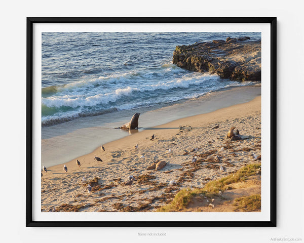 Sea Lion At Seal Rock And Shell Beach, La Jolla Fine Art Photography Print, On Coast Boulevard, In San Diego California, Art For Gratitude
