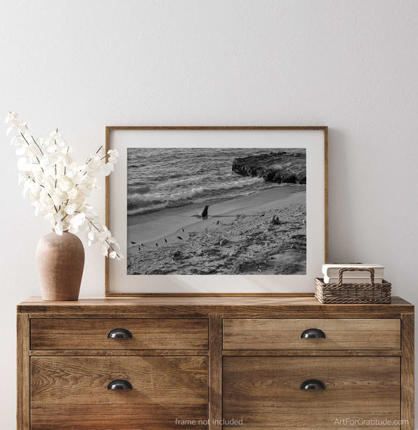 Sea Lion At Seal Rock And Shell Beach, La Jolla Black And White Fine Art Photography Print, On Coast Boulevard, In San Diego California