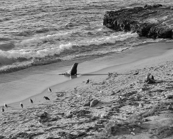 Sea Lion At Seal Rock And Shell Beach, La Jolla Black And White Fine Art Photography Print, On Coast Boulevard, In San Diego California